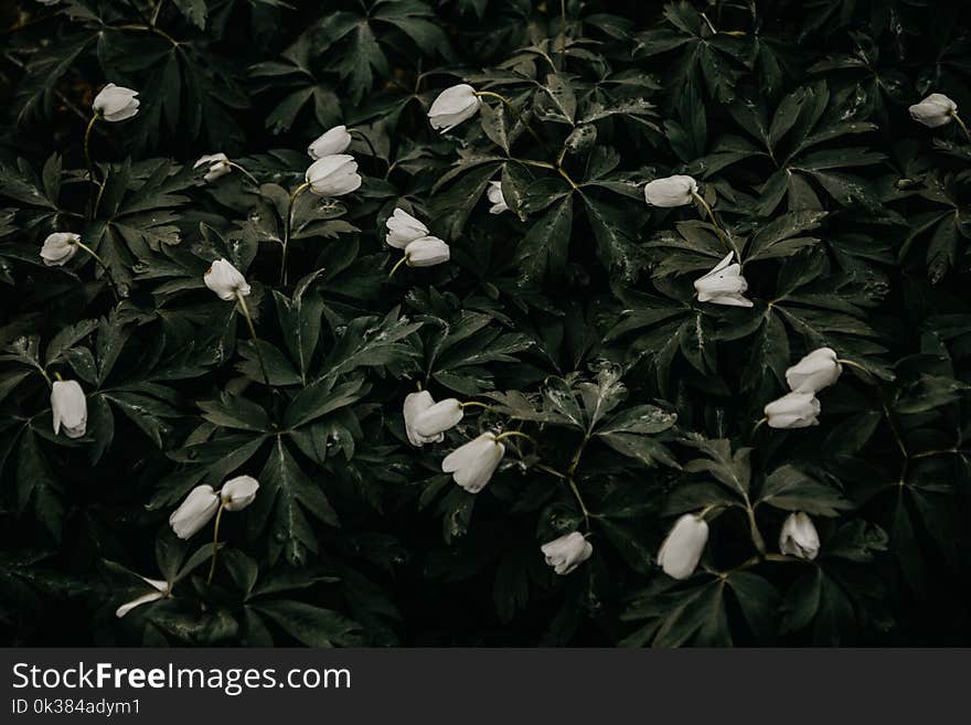 Photo of White Petaled Flowers