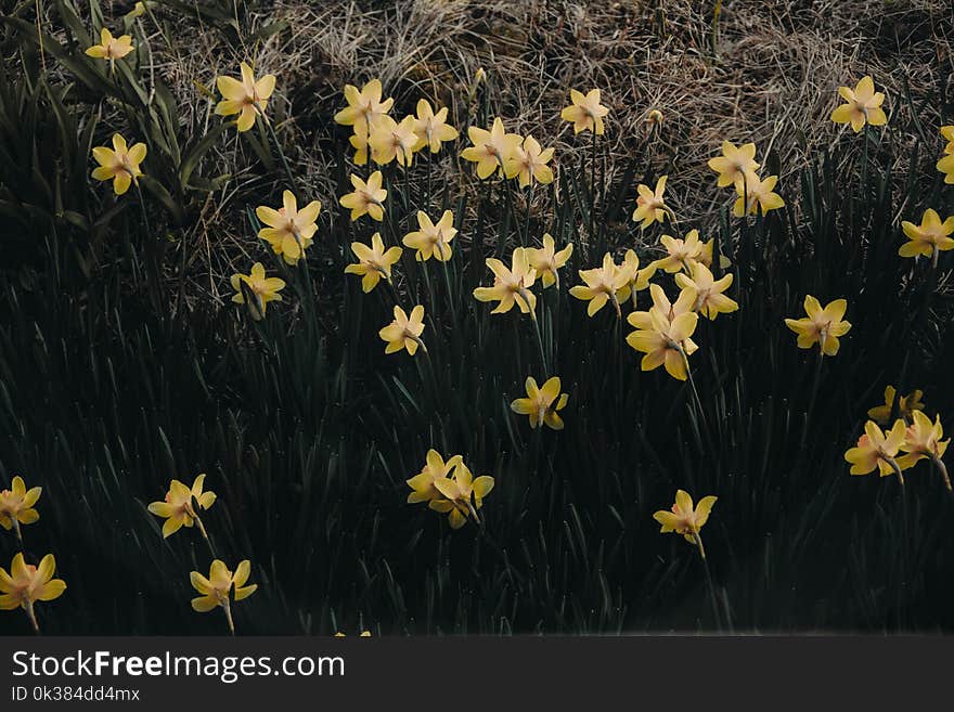 Yellow Petaled Flowers