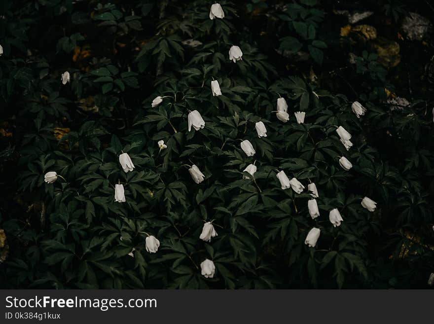 Green Leaf White Flowers