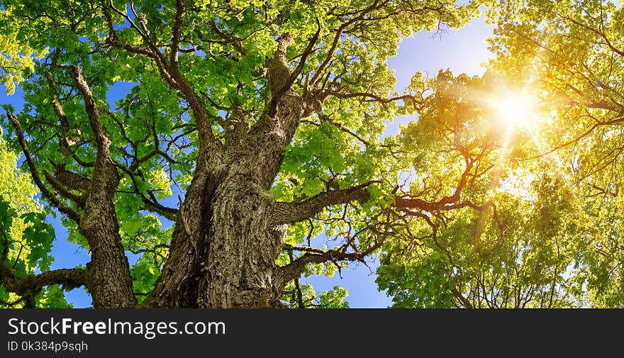 Old linden tree foliage in morning light with sunlight