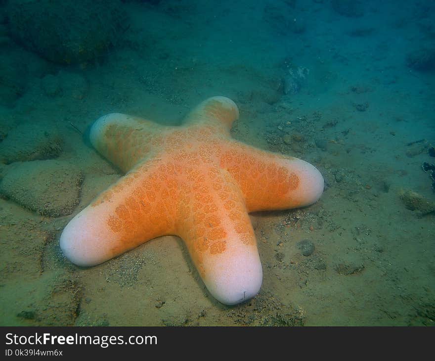 Starfish