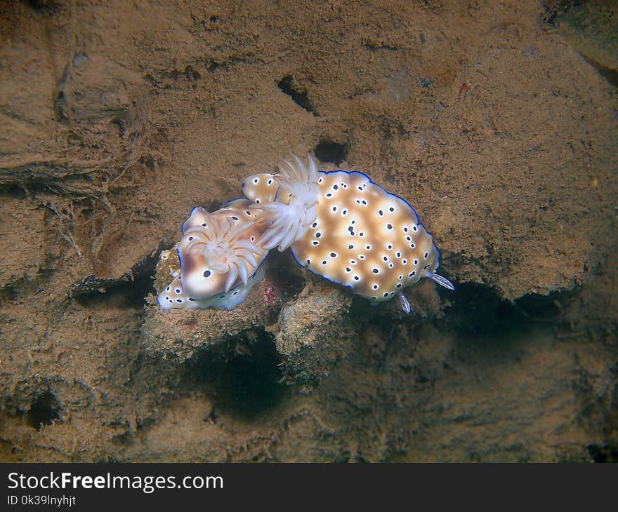 True sea slug