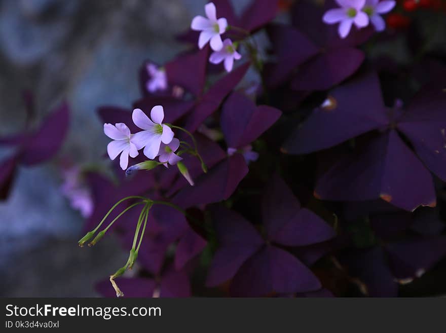 Beautifu Fllowers of Purple Shamrock Oxalis triangularis