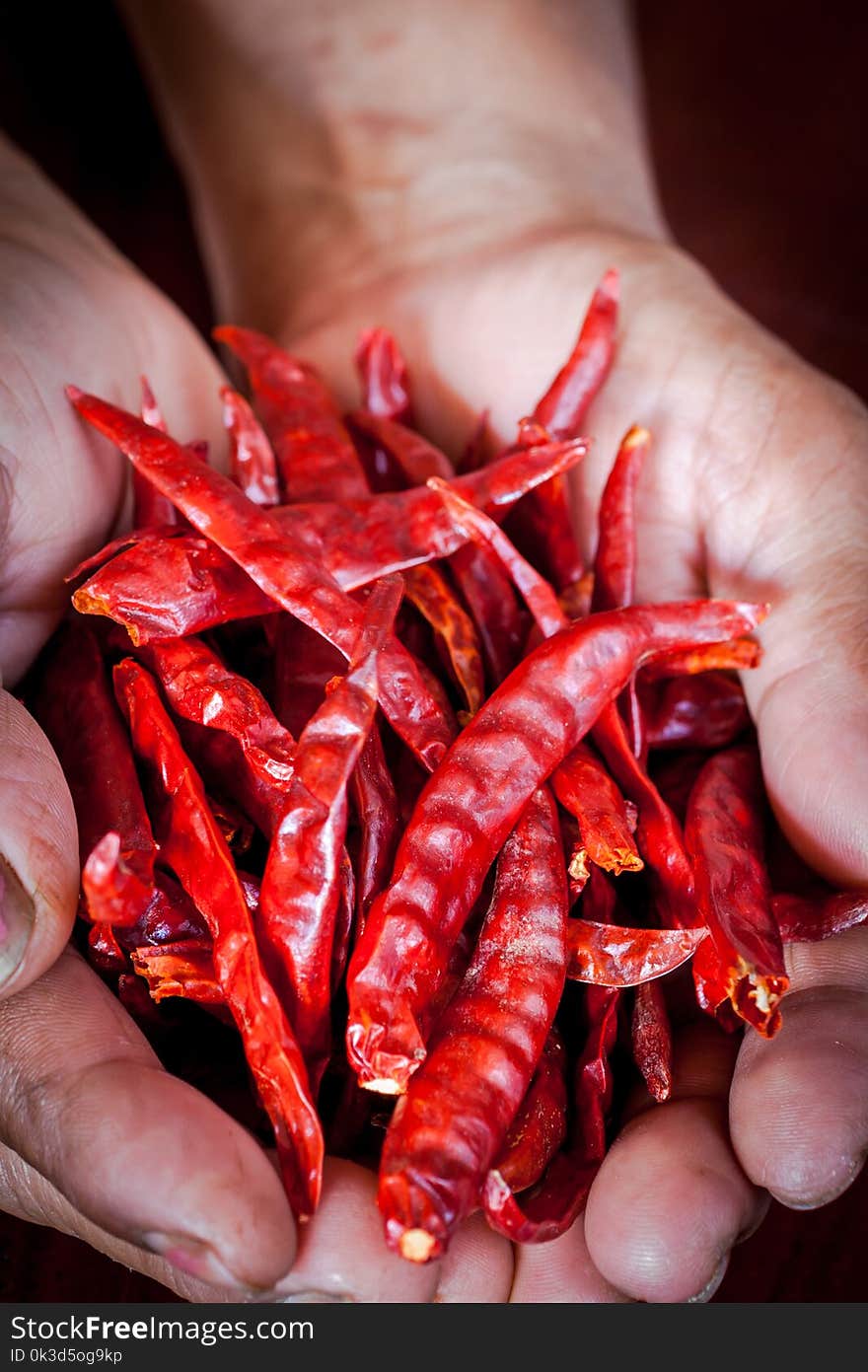 Dried chili peppers in a woman hands