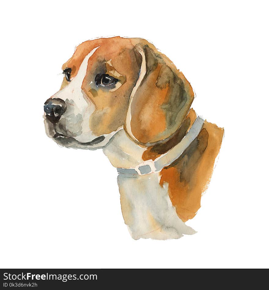 Beagle dog portrait