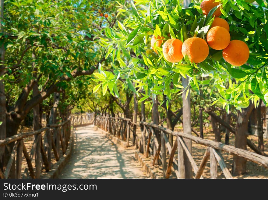 Garden passage with tangerine tree branches in green garden. Garden passage with tangerine tree branches in green garden