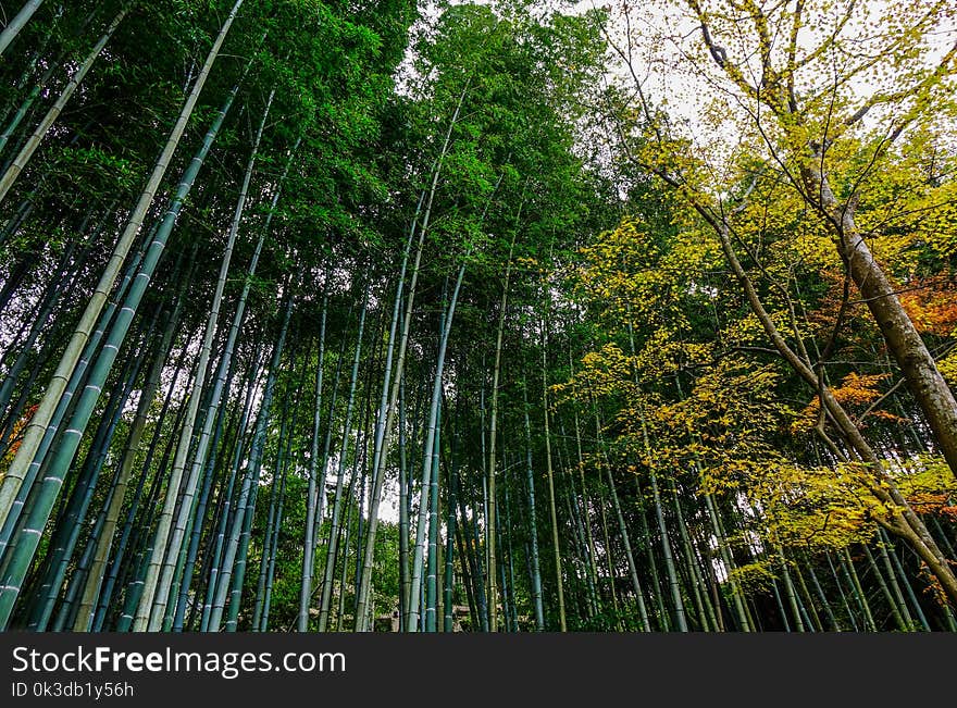 Autumn garden with bamboo and maple trees in Kyoto, Japan. Autumn garden with bamboo and maple trees in Kyoto, Japan.