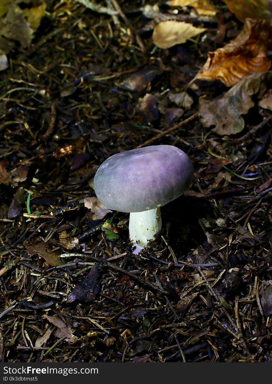 Fungus, Mushroom, Agaricaceae, Penny Bun