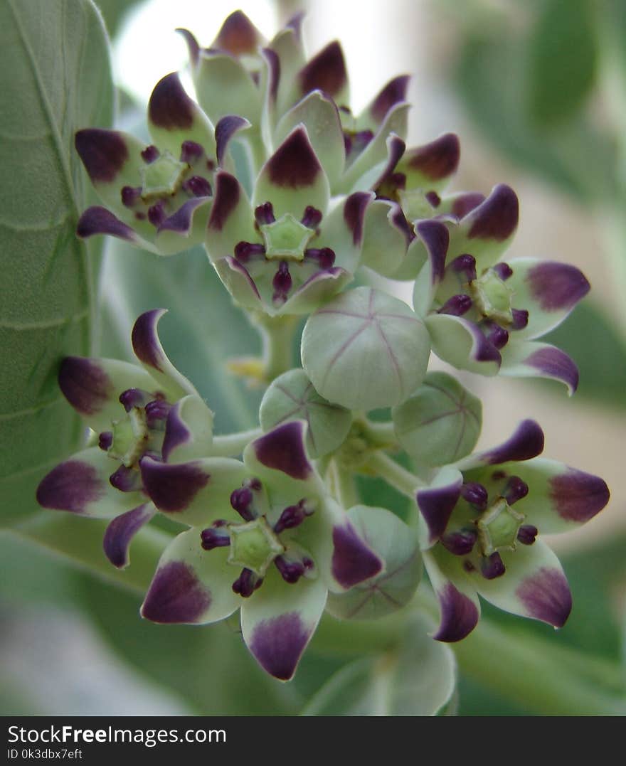 Flower, Flora, Plant, Flowering Plant