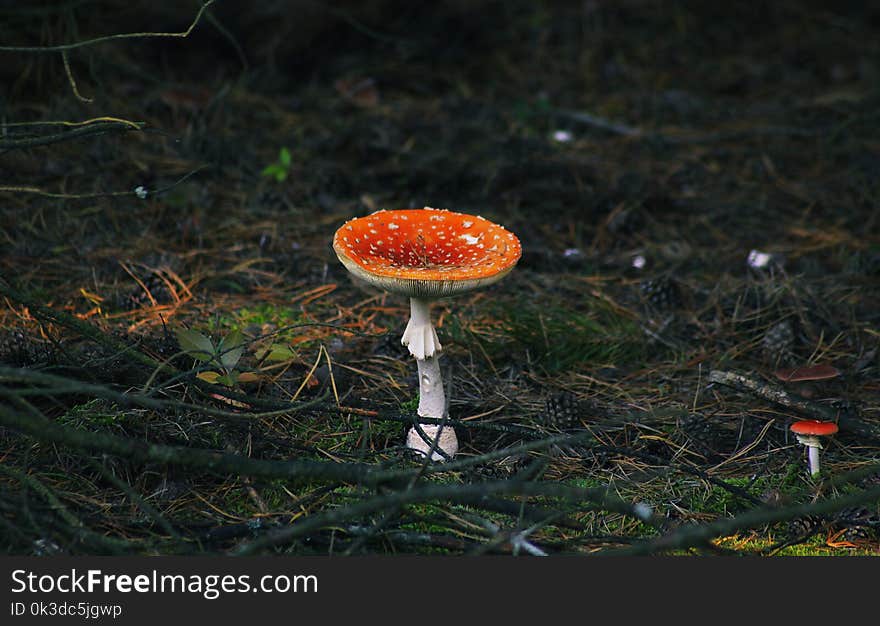 Mushroom, Fungus, Agaric, Medicinal Mushroom