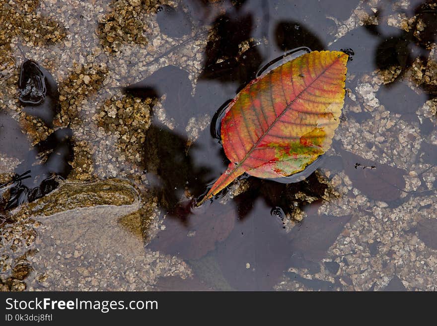 Leaf, Water, Invertebrate, Organism