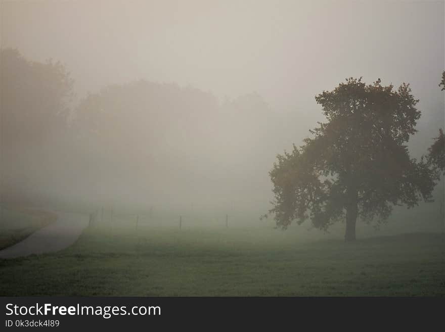 Fog, Mist, Atmosphere, Morning