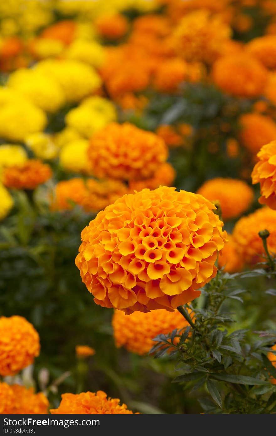 Flower, Yellow, Orange, Calendula