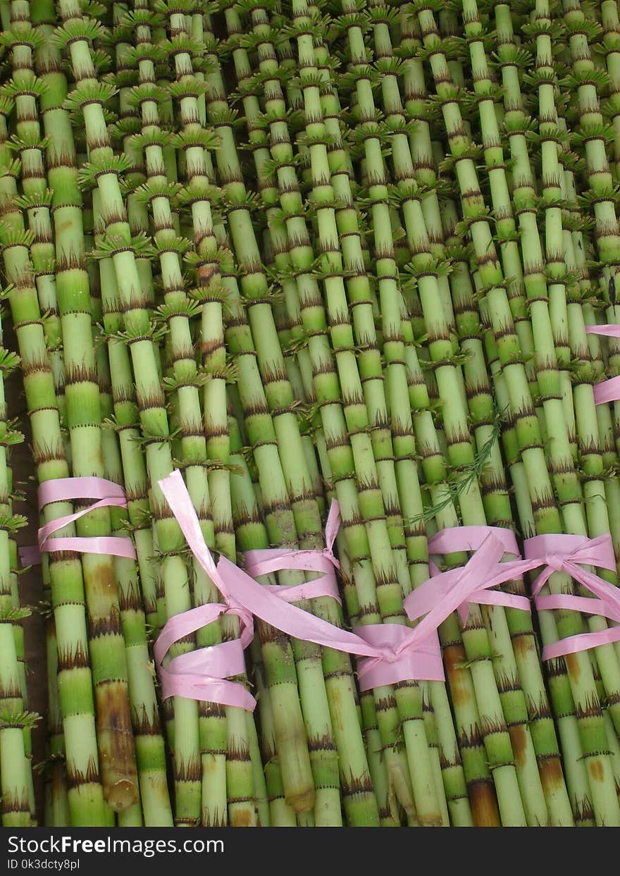 Grass Family, Grass, Bamboo, Crop