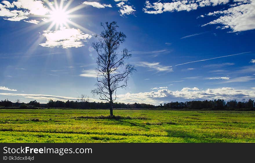 Sky, Grassland, Field, Ecosystem