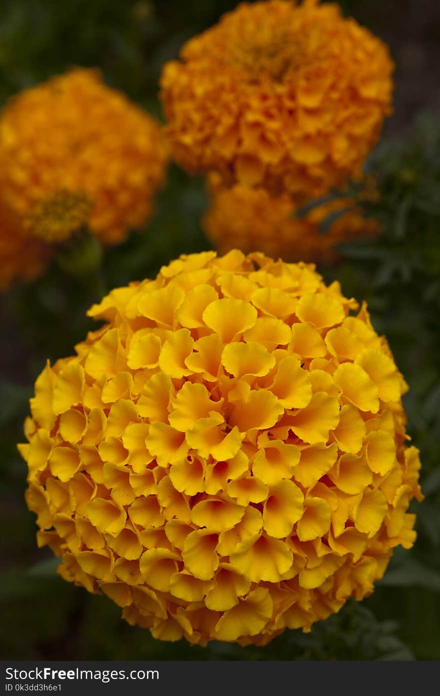 Yellow, Flower, Lantana Camara, Annual Plant