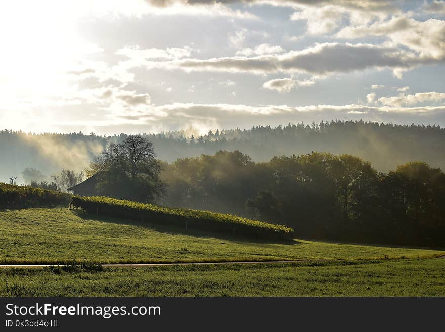 Sky, Field, Morning, Grassland