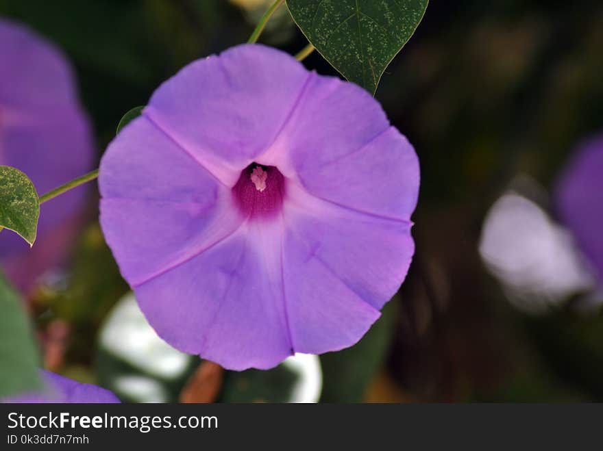 Flower, Flora, Purple, Plant