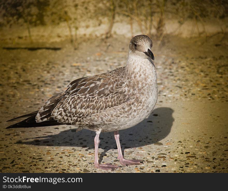 Bird, Beak, Fauna, Seabird