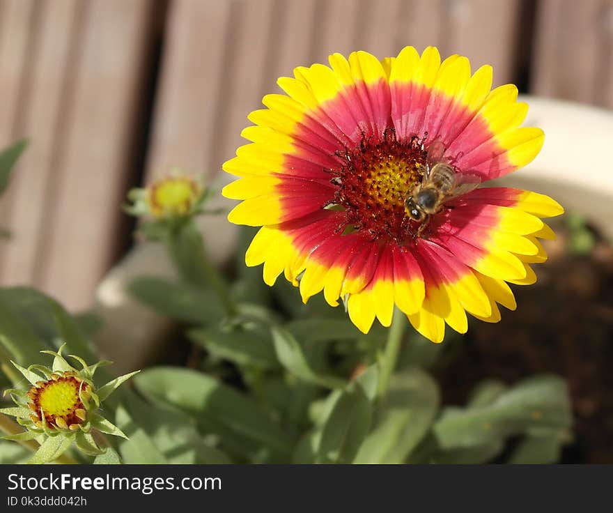 Flower, Blanket Flowers, Nectar, Pollen