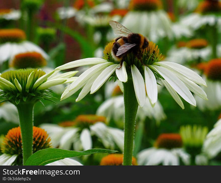 Bee, Flower, Honey Bee, Flora