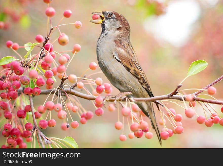 Bird, Fauna, Branch, Flora