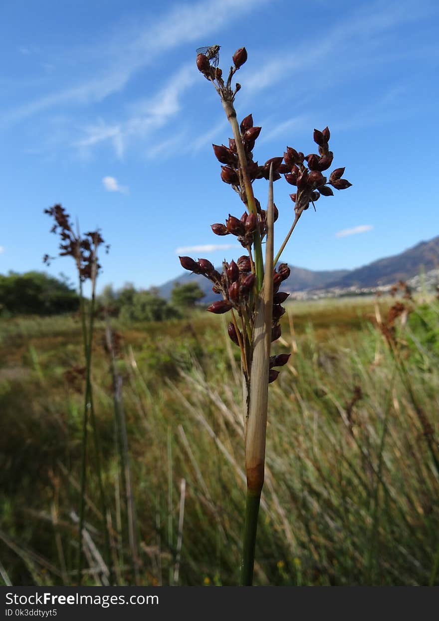 Plant, Flora, Vegetation, Sky