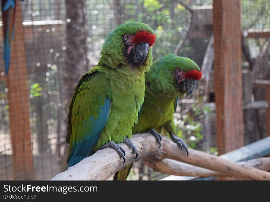 Bird, Parrot, Fauna, Macaw