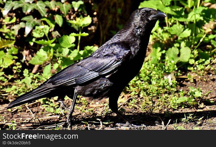 Bird, Crow, American Crow, Crow Like Bird