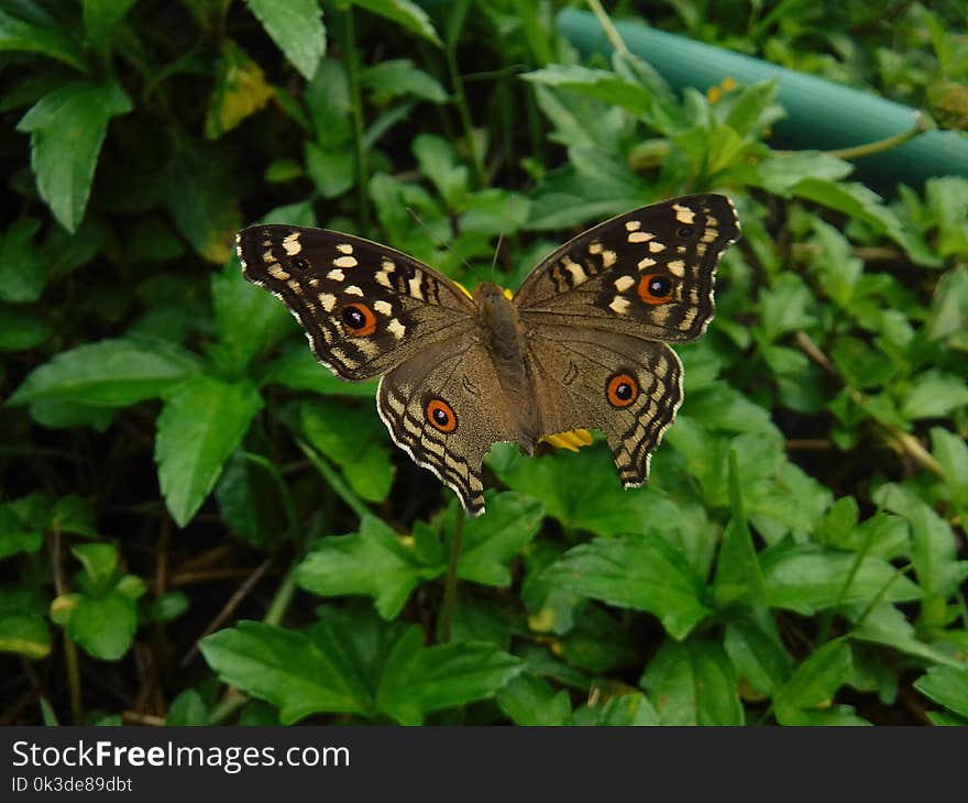 Butterfly, Moths And Butterflies, Insect, Brush Footed Butterfly