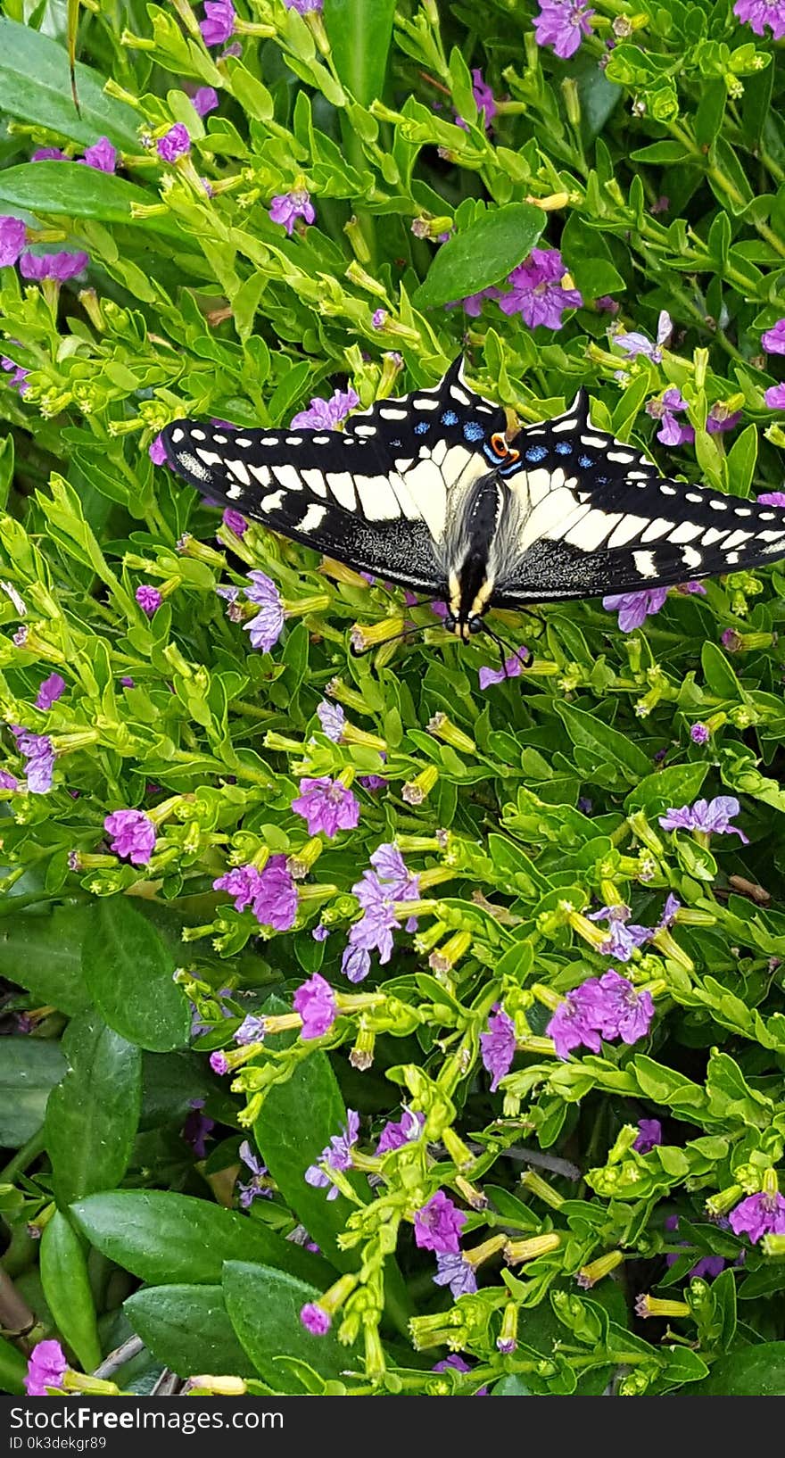 Butterfly, Plant, Moths And Butterflies, Flower