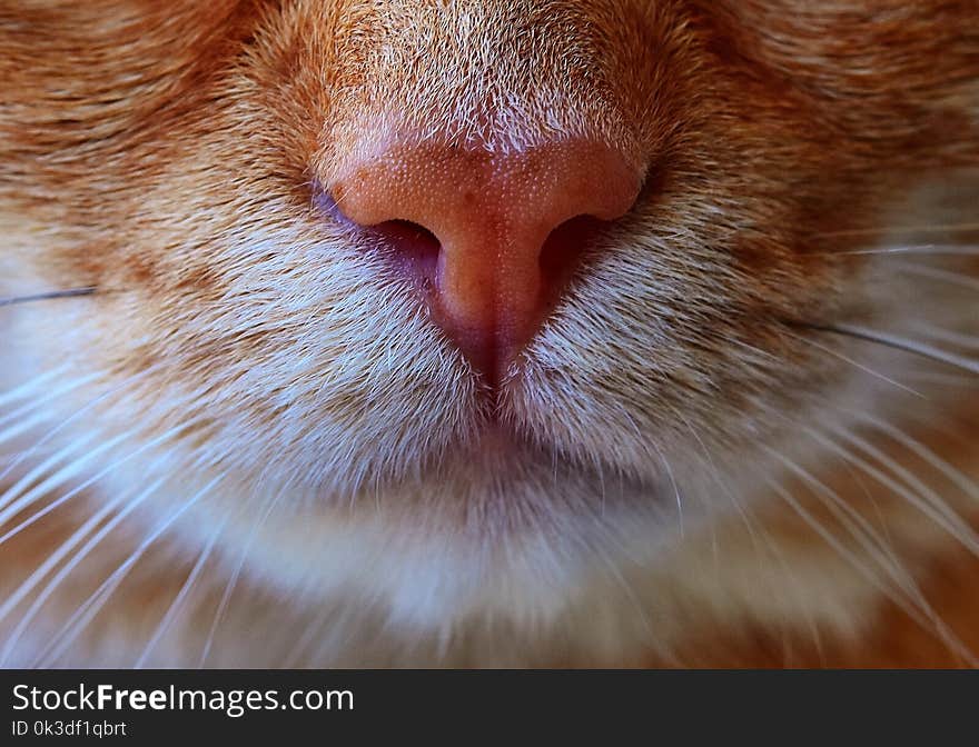 Cat, Whiskers, Face, Nose