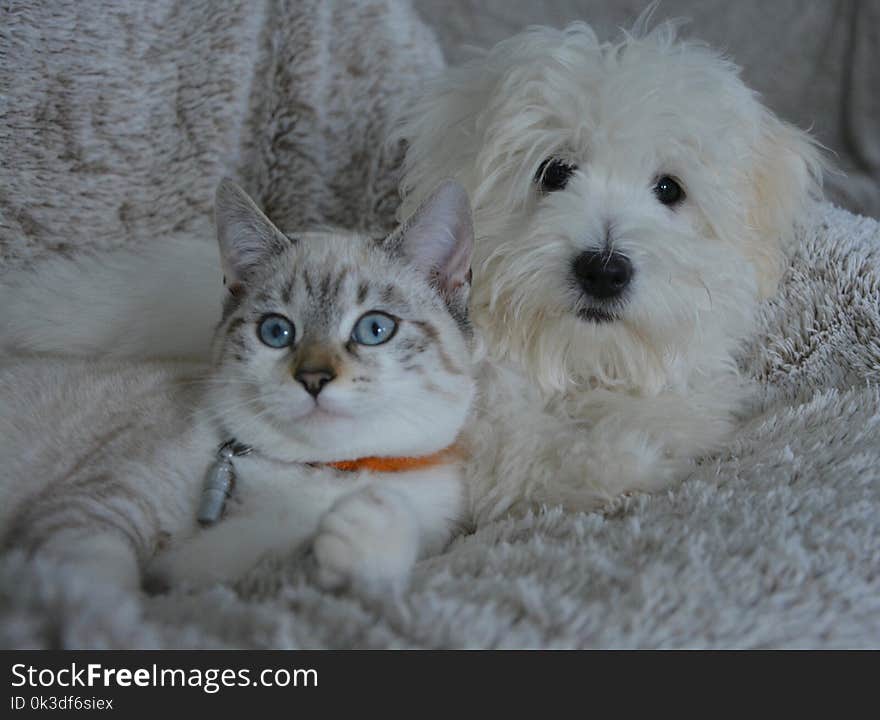 Cat, Mammal, Dog Breed, Maltese