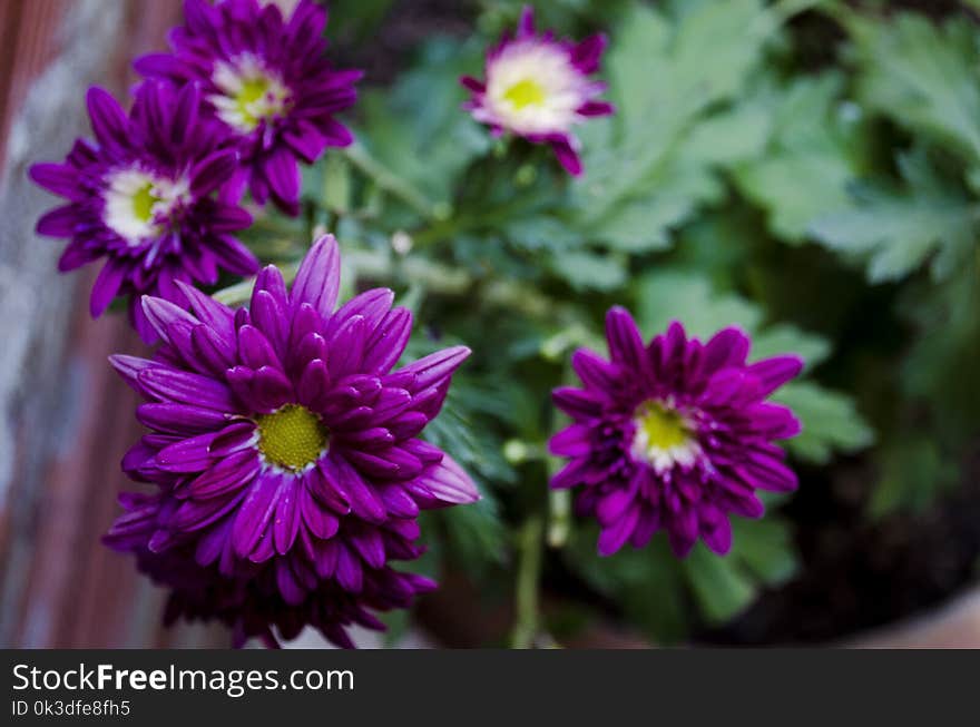 Flower, Flora, Purple, Plant