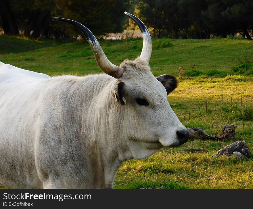 Cattle Like Mammal, Horn, Pasture, Grass