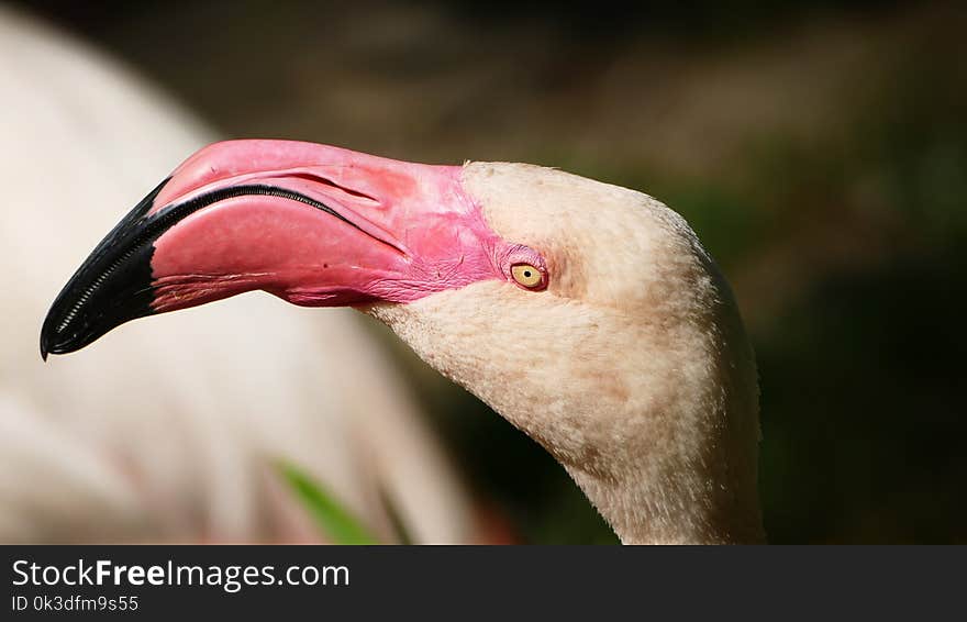 Bird, Beak, Fauna, Water Bird