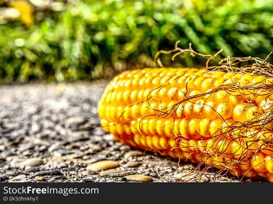 Sweet Corn, Maize, Corn On The Cob, Vegetarian Food