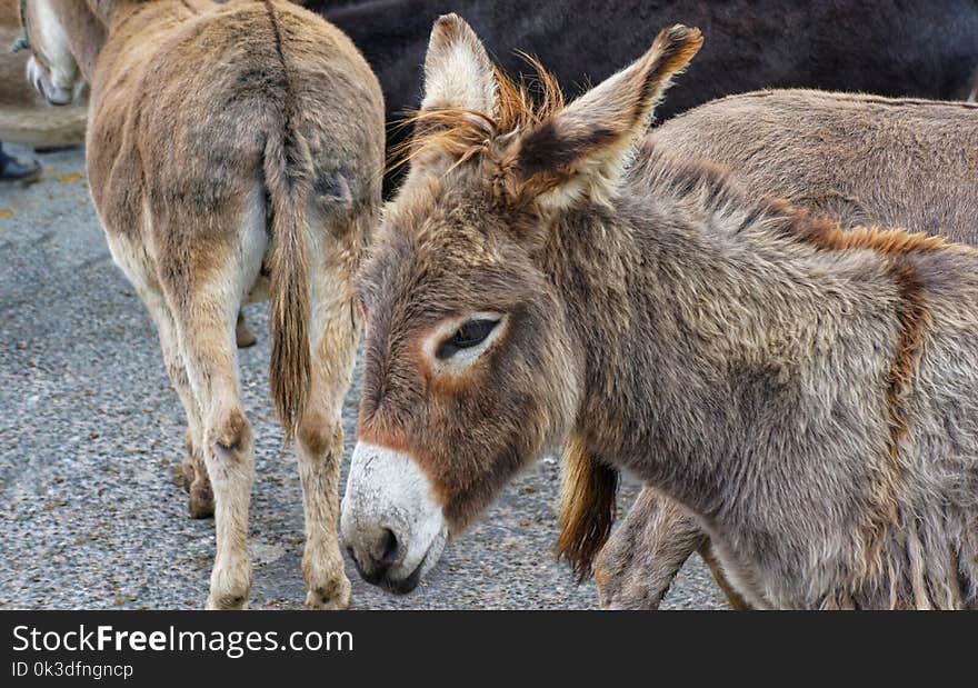 Donkey, Fauna, Horse Like Mammal, Wildlife