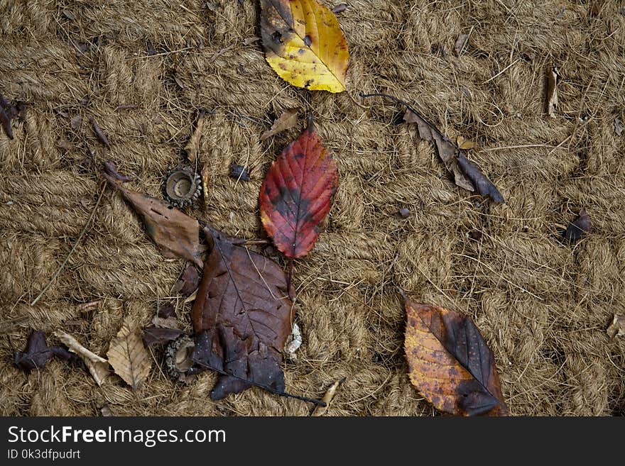 Leaf, Soil, Wood, Geology