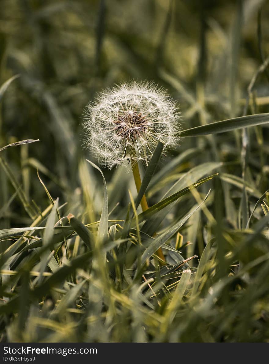 Plant, Flora, Vegetation, Flower