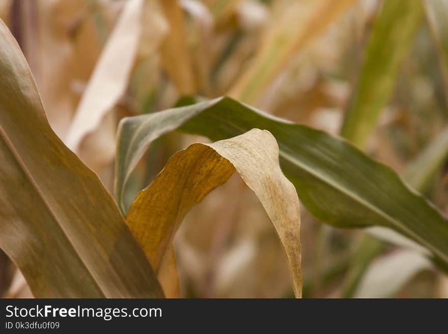 Leaf, Flora, Close Up, Grass Family