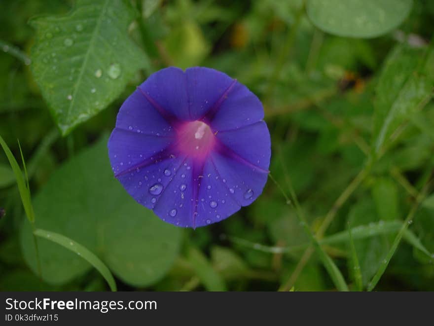 Flower, Plant, Flora, Purple