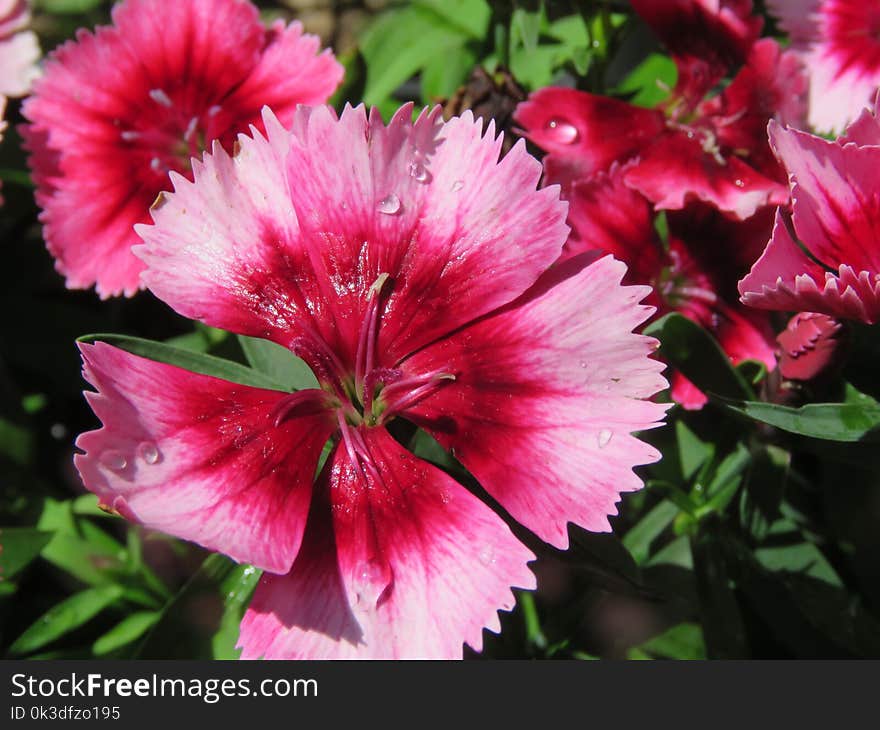 Flower, Plant, Pink, Flora