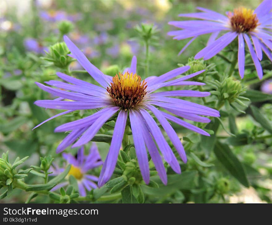 Flower, Plant, Aster, Purple