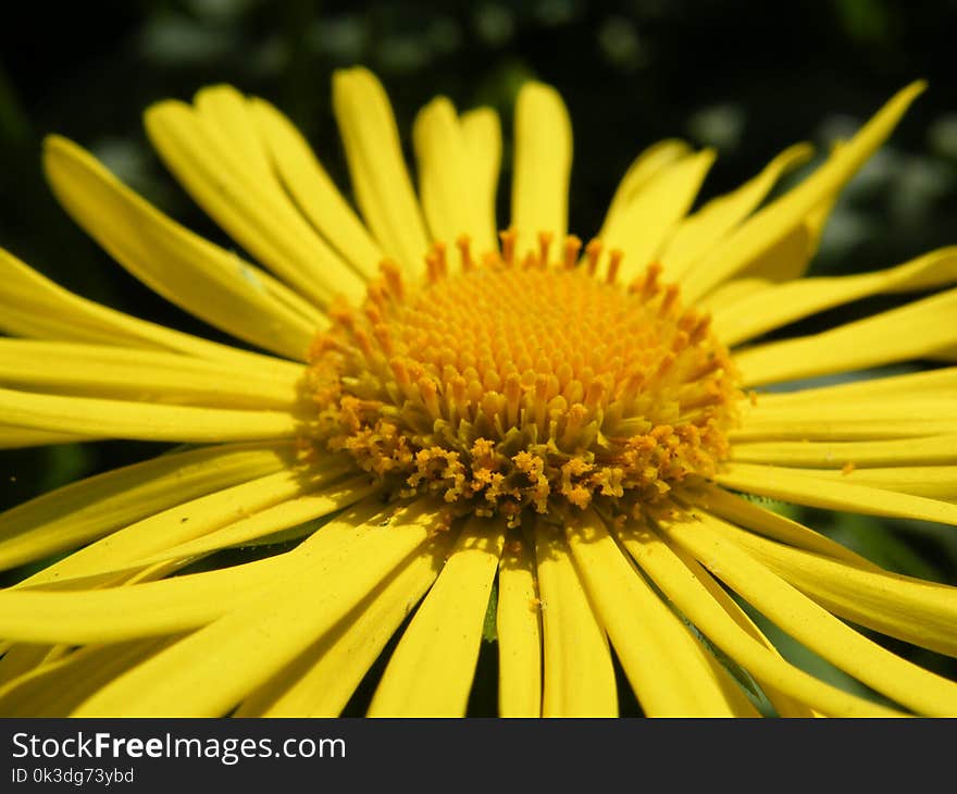 Flower, Yellow, Flora, Close Up