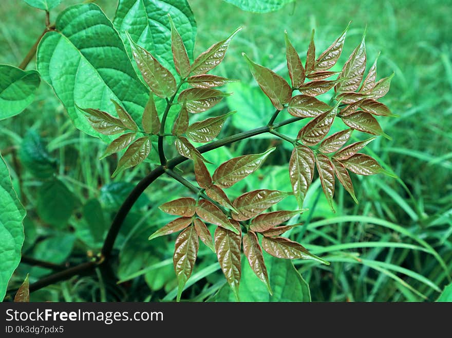 Plant, Leaf, Vegetation, Herb