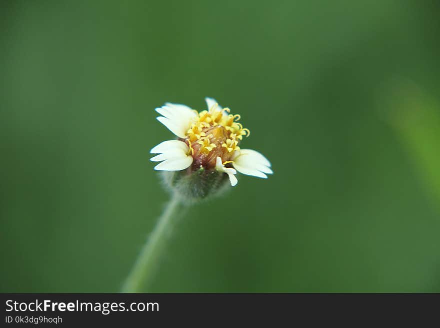 Flower, Flora, Close Up, Macro Photography