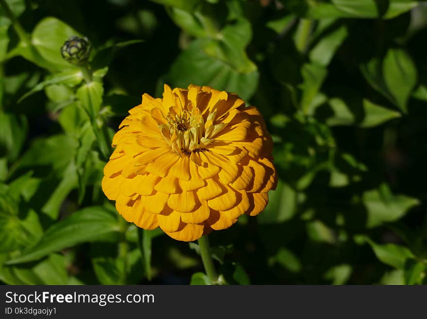 Flower, Yellow, Flora, Plant