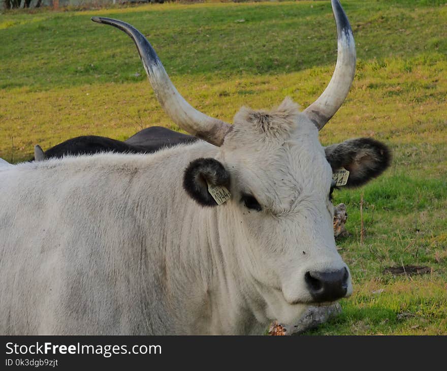 Cattle Like Mammal, Horn, Fauna, Cow Goat Family