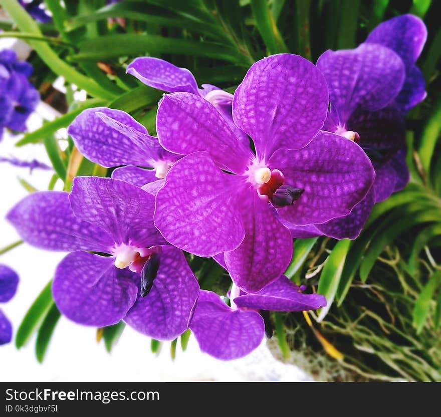 Flower, Flowering Plant, Flora, Plant